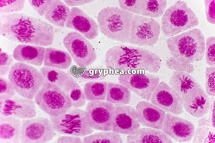 Mitose racine d'Ail (métaphase, anaphase, télophase) coloration Carmin acétique x200 - gryphea.com